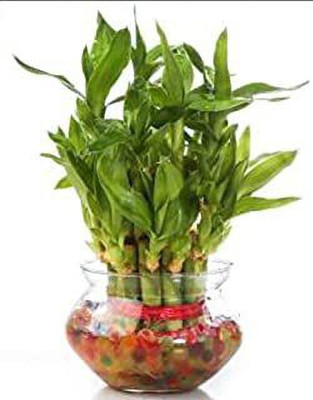GHF Two Layer Bamboo Plant(Hybrid, Pack of 1)