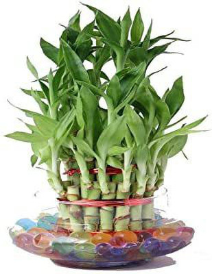 GHF Two Layer Bamboo Plant(Hybrid, Pack of 1)