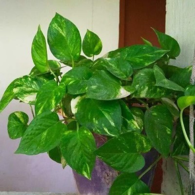 KUMUBON Money Plant(Hybrid, Pack of 1)