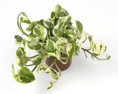 My Dream Nursery Money Plant(Hybrid, Pack of 1)