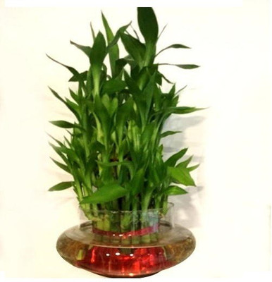 Green Plant indoor Plant Container Set(Glass)