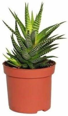 Unique garden Howarthia Zebra Plant(Pack of 1)
