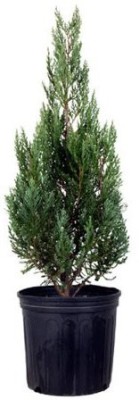 Indian Green Land Juniper Plant(Pack of 1)