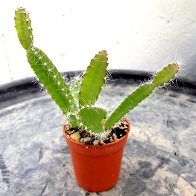 Rudeez Dragon Tree(Hybrid, Pack of 1)