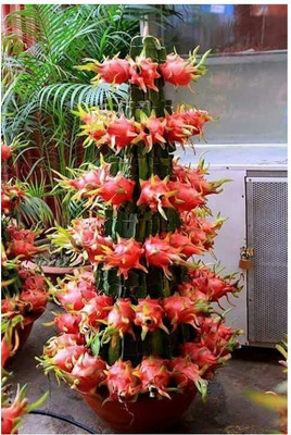 Aquinnah Dragon Tree(Hybrid, Pack of 1)