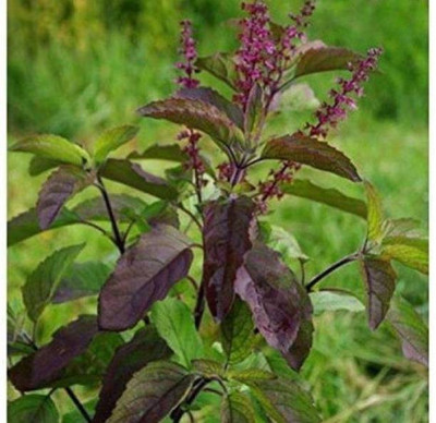 Ukanda Tulsi Plant(Hybrid, Pack of 1)