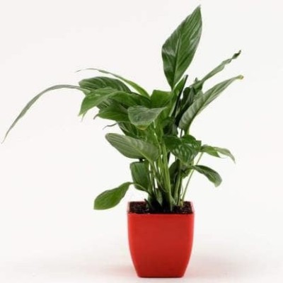 Unique garden Peace Lily Plant(Hybrid, Pack of 1)