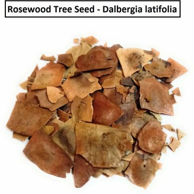 EasySeeds ,Rosewood,Shisham, Beete,Siso,Indian Palisandre,Dalbergia latifolia ,Bombay Blackwood,Karivittti,Totakatti Seed(2500 per packet)