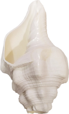 Ekaant Blowable Vishnu Shankh - 4 Inch | Bajane Wala Shankh | Vishnu Shank 4 Inch | Blowing Chank Blowing, Sacred, Decorative Shankh(White)