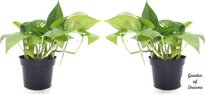 Garden of Dreams Money Plant(Pack of 2)