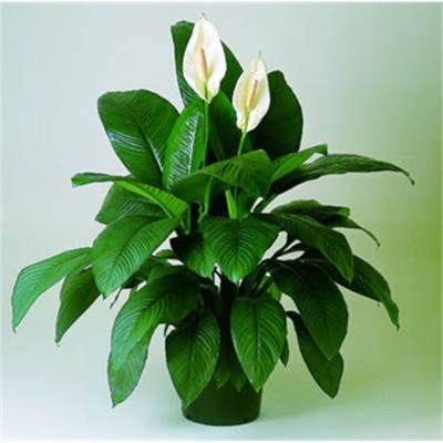 ONLINE PLANT BAZAR Peace Lily Plant(Hybrid, Pack of 1)