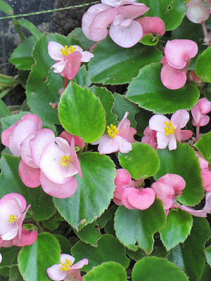 Sjeme Begonia Seed(50 per packet)