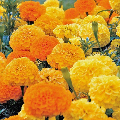 Paudha MariGold Orange Flower Seed(26 per packet)