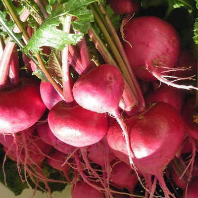 V Seed Red Turnip Salgam Seed Seed(90 per packet)