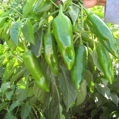 FERNSFLY Vegetables Seeds chilli Seed(10 per packet)