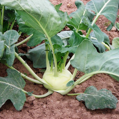 FERNSFLY® Kohlrabi Seed(20 per packet)