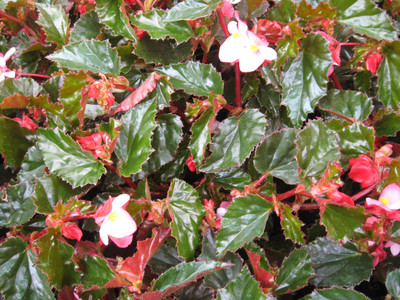 V Seed Begonia Flower Seed Seed(50 per packet)