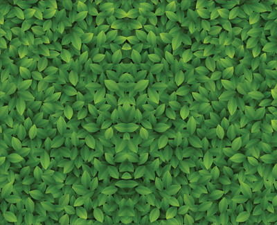 ASA PRINT SOLUTION Vinyl Floral & Botanical Green Wallpaper(L x W: 228 cm x 40 cm)