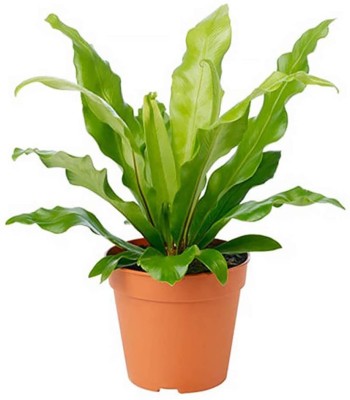 KOSMOSGREEN Fern Plant(Hybrid, Pack of 1)