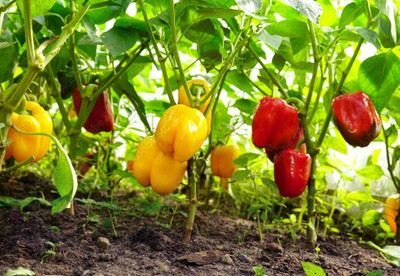 JasBerk Capsicum, Shimla Mirch Seed(25 per packet)