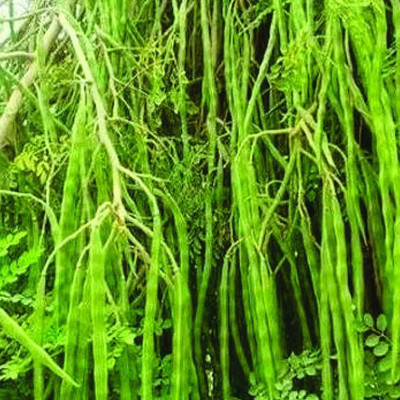 BAGHWANI Drumstick SEEDS Seed(450 per packet)