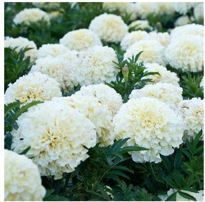 gorgeous moment marigold Seed(20 per packet)