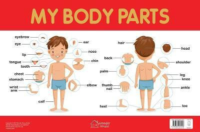 My Body Parts Chart  - By Miss & Chief(English, Paperback, unknown)