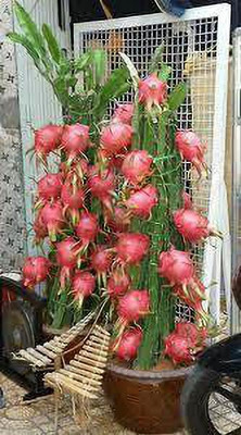 KUNUBON Dragon Tree(Hybrid, Pack of 1)