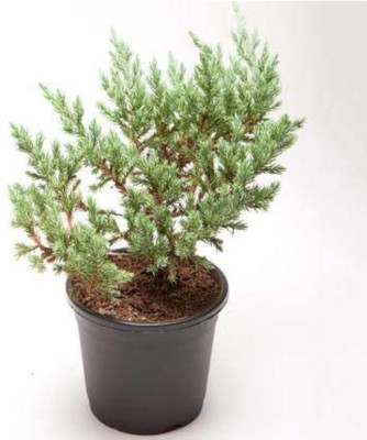 Click to buy Juniper Plant(Hybrid, Pack of 1)