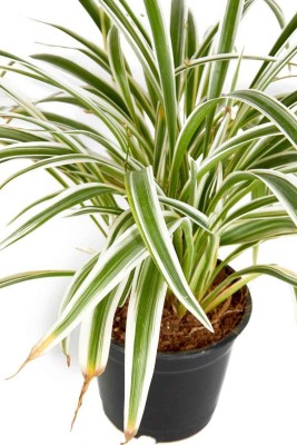 Click to buy Spider Plant(Pack of 1)
