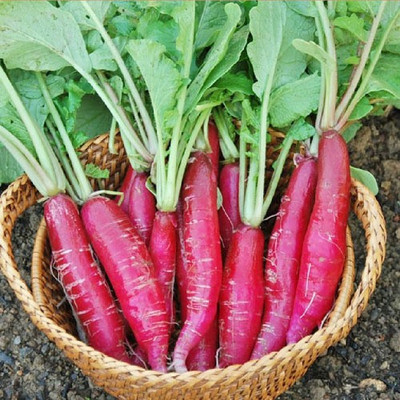 KUSH Radish Seeds Seed(300 per packet)