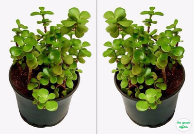 PB honey priya plant Jade Plant(Hybrid, Pack of 1)