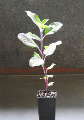 Ukanda Tulsi Plant(Hybrid, Pack of 1)