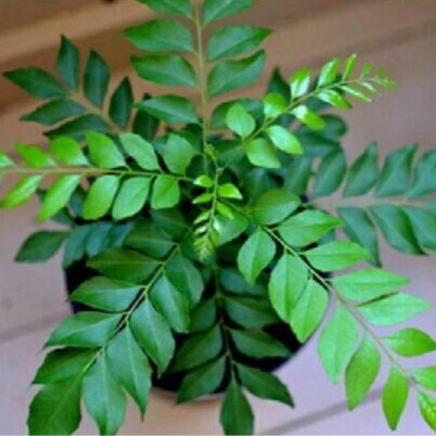 Click to buy Curry Leaf Plant(Pack of 1)