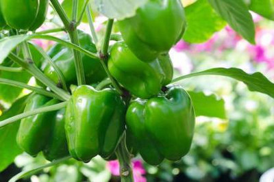 Jevik capsicum seeds Seed(20 per packet)