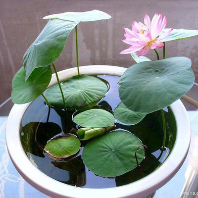 JasBerk Lotus (Kamal) Seed(10 per packet)