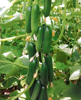 Click to buy Khira seed Seed(40 per packet)