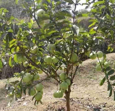 Gaingreen Guava Plant(Hybrid, Pack of 1)