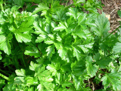 V Seed Parsley Herb Seed Seed(30 per packet)