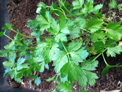 V Seed Italian Parsley Herb Seed Seed(30 per packet)