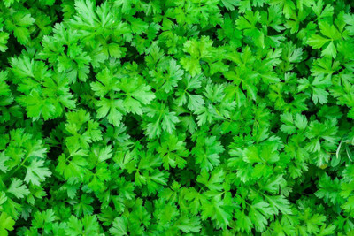 Sjeme Japanese Parsley Seed Seed(100 per packet)