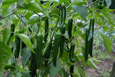 Click to buy Chilli Seed(25 per packet)