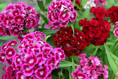 XOLDA Sweet William Seed(37 per packet)