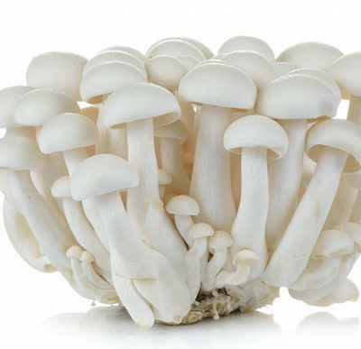 rmd Mushroom Herb Seed(10 per packet)