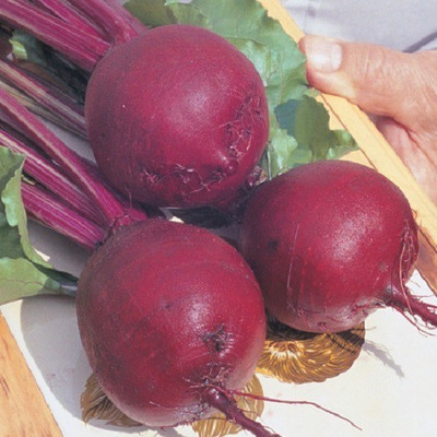 LYRS Hybrid Beetroot Chukandar Seed Seed(10 per packet)
