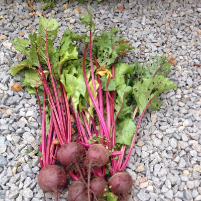 LYRS Sweetheart Beetroot Seed Seed(150 per packet)