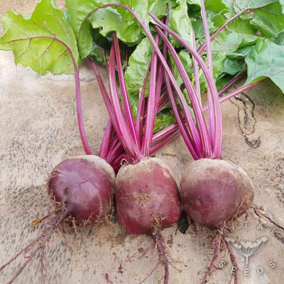 LYRS Detroit Dark Red Beetroot Seed Seed(500 per packet)