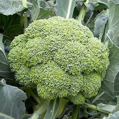 CYBEXIS KGF -71 - Sunrise F1 Green Broccoli - (1350 Seeds) Seed(1350 per packet)