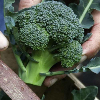 CYBEXIS XLR-40 - Broccoli Organic Plant - (450 Seeds) Seed(450 per packet)
