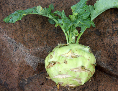 FERNSFLY® Kohlrabi Seed(25 per packet)